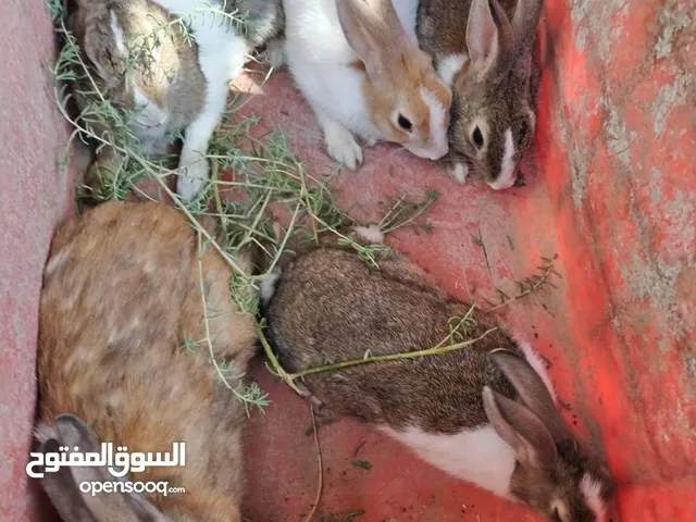 متاح أرانب 4نثايه وفحل مثل ما واضح بل تصوير