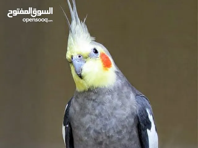 مطلوووب مثل اليوفي الصورة مفطوم جديد