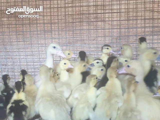 فروخ حمام لاخم جامبو فروخ بط