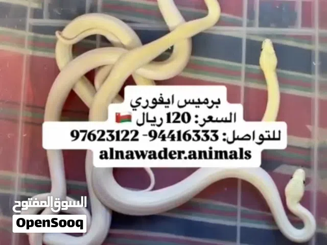 حيوانات للبيع