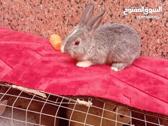 ارانب اليفات مناسب أطفال