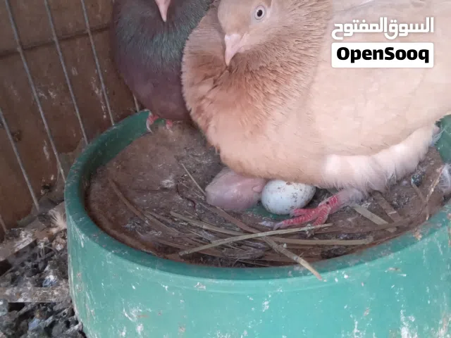 جوز بهلوان ارضى منتج بفروخة ما شاء الله