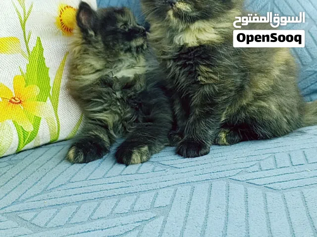 قطط صغيرة للبيع