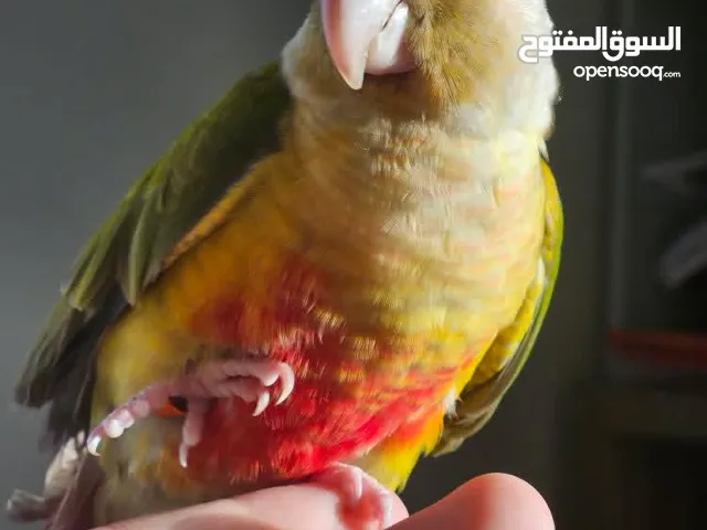 كنيور اناناس متكلم واليف و هدد (باينابل) + زوج روز منتج مع الفيديو + بعض الأغراض بيعه مستعجله