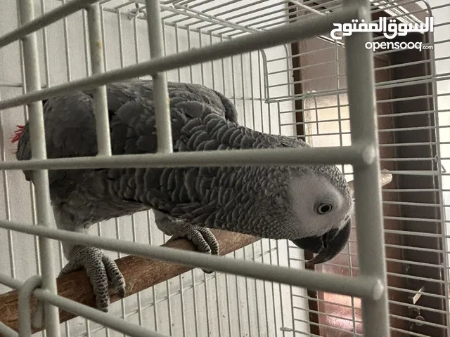 ببغاء كاسكو للبيع لعدم التفرغ