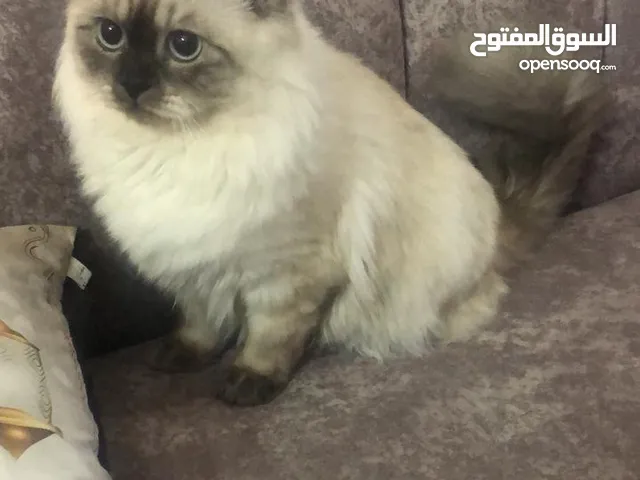 قطو ذكر للتزاوج