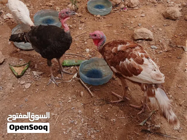 السلام عليكم عندي فسيفس عدد 4  زوج احمر هولندي  وزوج تركي اسود للبيع او المراوس