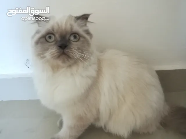 قطة سكوتش فولد للبيع