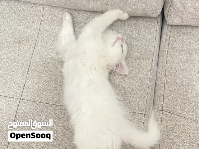قطة انثى cat