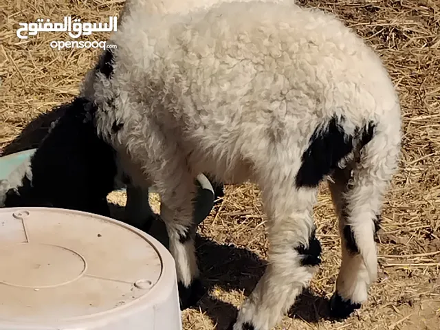 اتنين ذكوره واحده فطيمه
