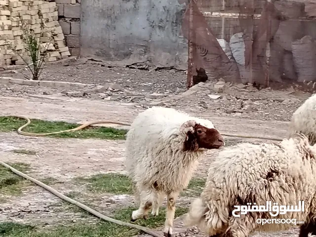 غنم للبيع بصحه جيده جدا