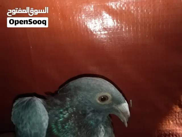 جوز مراسليات بواقي الريشتين