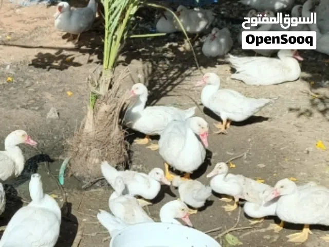 بط للبيع  جو 70 ولا اكتر طروف صغار و كبار