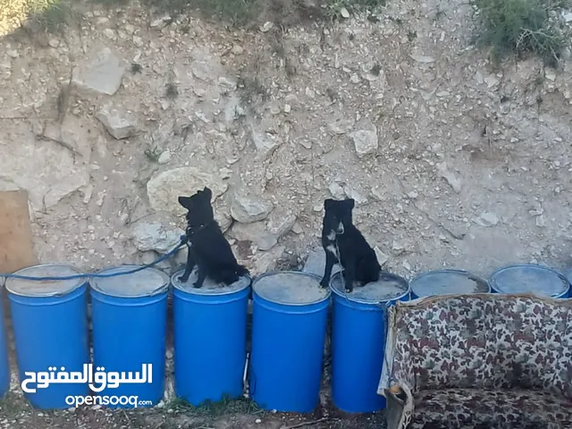 انثه جيرمن رويل بلاك عمرها 6 اشهر وذكر بندوق جيرمن عمرو 8 اشهر الذكر كل عين شكل