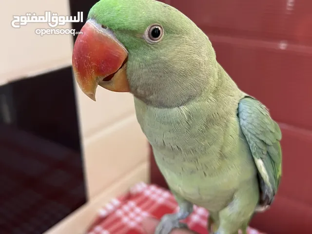 للبيع ببغاء نيبالي اليف جداا