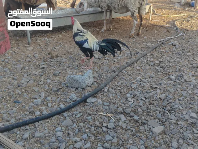 ديك بكستني للبيع
