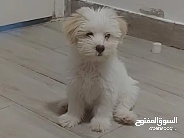Puppy just for 499