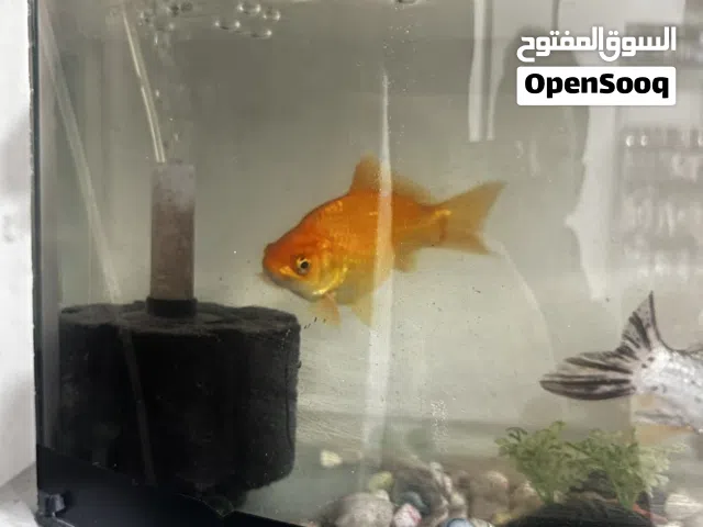 سمك جولد فيش