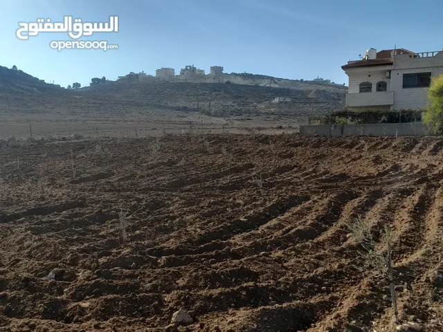 Farm Land for Sale in Hebron Dura