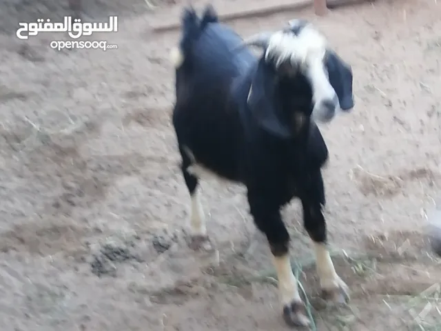 تيس لبيع نظيف عمره سنه وشهر بسعر90وكبش بسعر 60حلال سمين