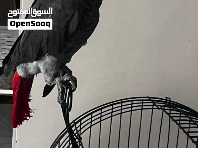 السلام عليكم ببغاء زنجباري