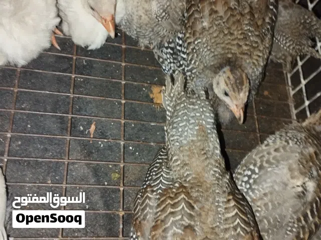 فلوس دجاج فرعوني أو الحبشي العمر شهرين