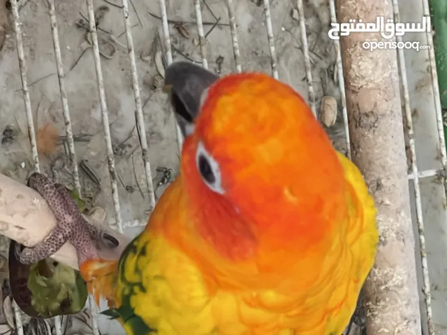 ببغاء للبيع صن كنيور sunconuer