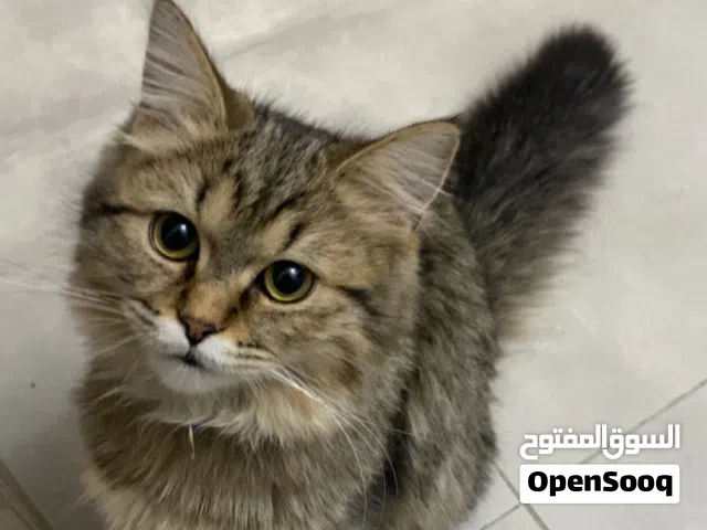 للتبني قط ذكر
