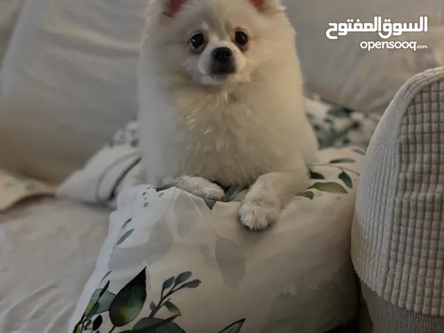 بيع كلب انثي عمرها 6 اشهور سبب لبيع عدم تفرغ وسفر الكثير