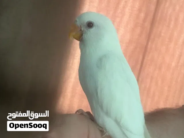 للبيع للجادين بدون ازعاج لوف بردروز البينو ابيض عيون حمره اصلي اليف ينعس تناديه يجك  يوجدتوصيل برسوم