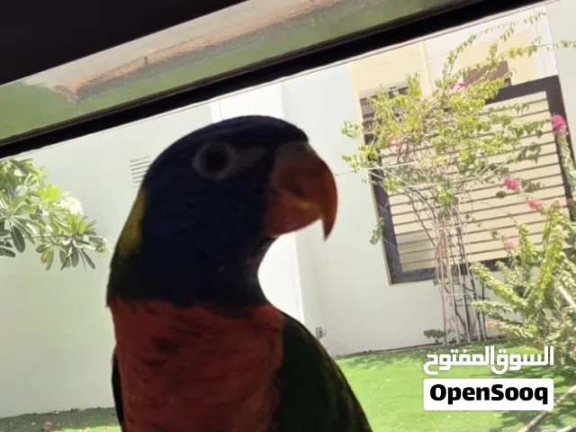 لوري الموصفات موجوده بصور