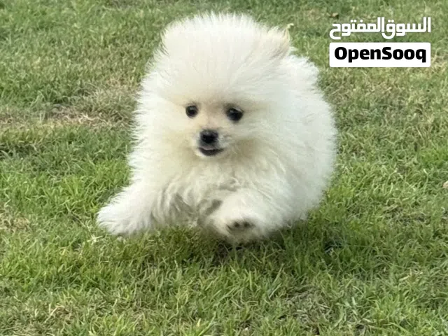 جراوي بومرينيان تي كب