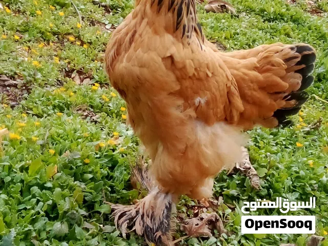 متاح ديك براهمي بف ذهبي العمر 4 شهور