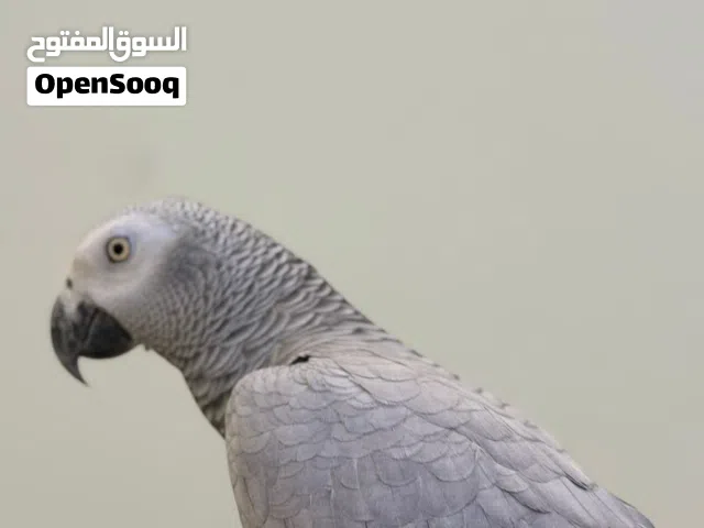 کائیکی و مکاؤ و كاسكو
