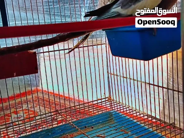 كوبيه كوكتيل حبشي مشاء الله