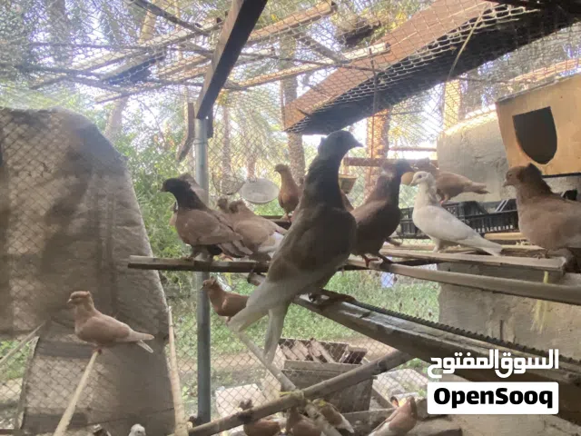 للبيع حمام الوصف مهم