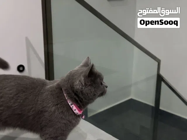 قطه سكوتش  للبيع