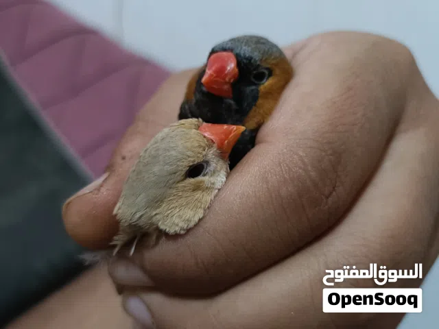زوج فناجس حجم سوبر