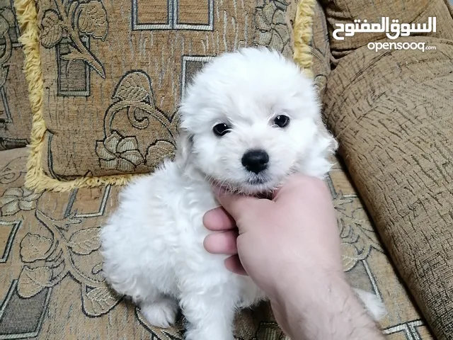 انثى فرنش تيرير عمر شهرين puppy 2-months female - French Terrier
