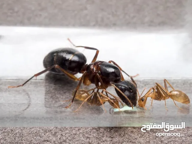 ملكة نمل النجار مع بيوض وعاملات