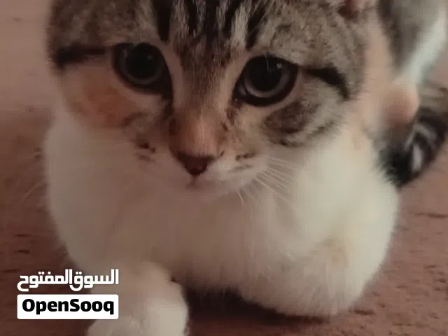 قطة انثى نص هملايا للتبني