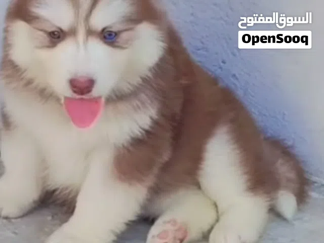 سلام عليكم ورحمة الله وبركاته متوفر جروه هاسكي موصفات عالميه ربي يبارك استراد تونس