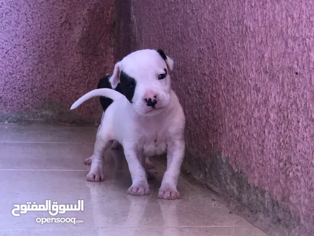 جراوي بيتبول