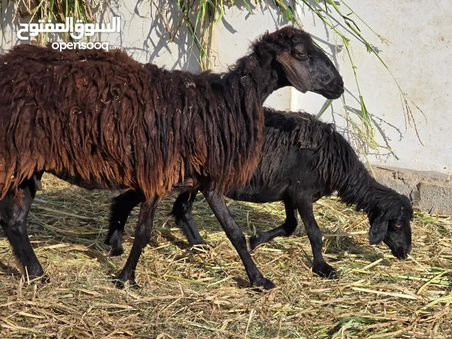 جعد عمانيات اصل عشرات ما شاء الله عليهن حلوات لتربية ع 115 لراسين حلال نظيف وصحتهن ممتازه