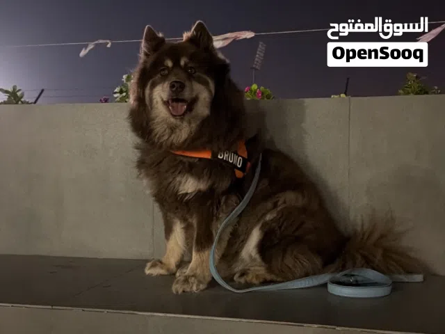 كلب مالموت مضروب مع لولو