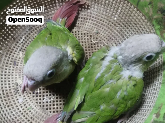 افراخ ببغاء كنيور اناناس زق تبزيري