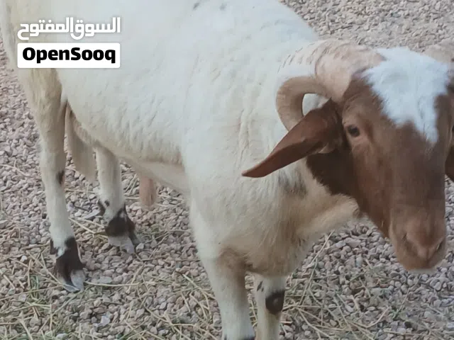 حولي  نظيف اموره عشرات للبيع المكان مصراته  /السعر 3000دينار