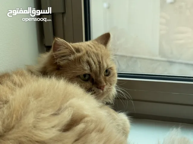 قطة شيرازي مكس برتش للتبني