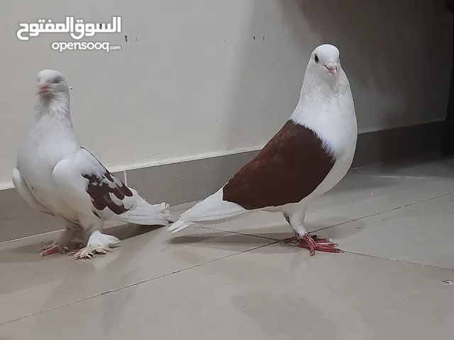 Beautiful pigeons with good health, perfect body parts