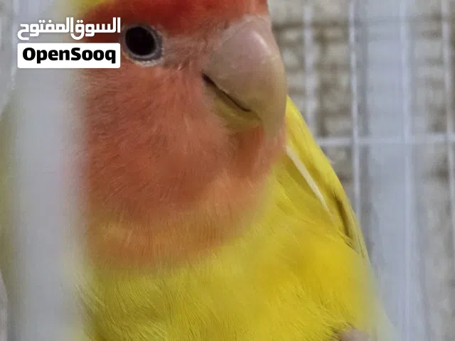 السلام عليكم انثى غندورة روز صحه فول مبيضه بدون فحل او مراوس بفحل غندورة